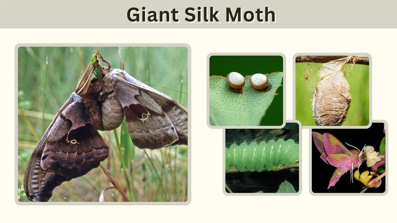 Giant Silk Moth: Identification, Life Cycle, Diet & Facts