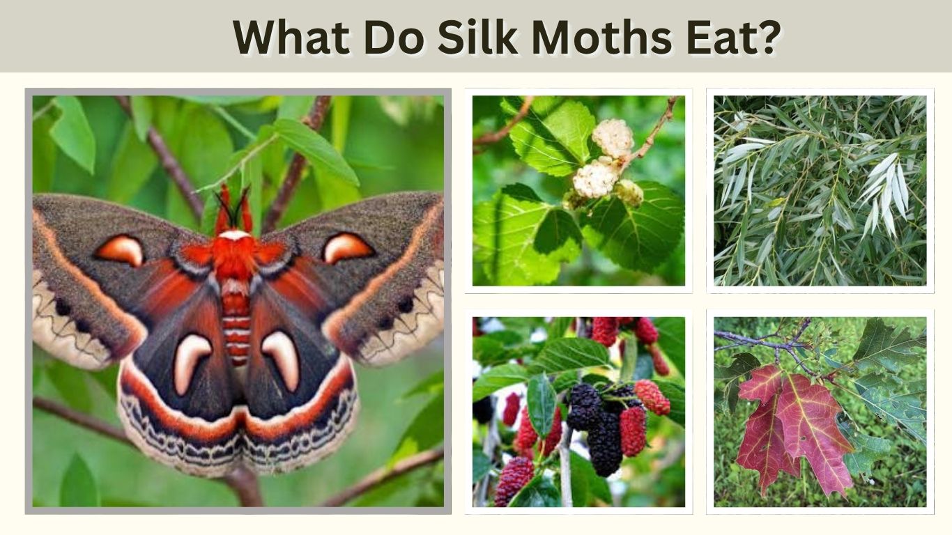 What Do Silk Moths Eat? 10 Foods Caterpillars Prefer