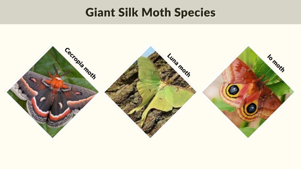 Giant Silk Moth Species