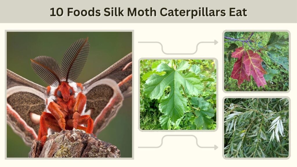 10 Foods Silk Moth Caterpillars Eat