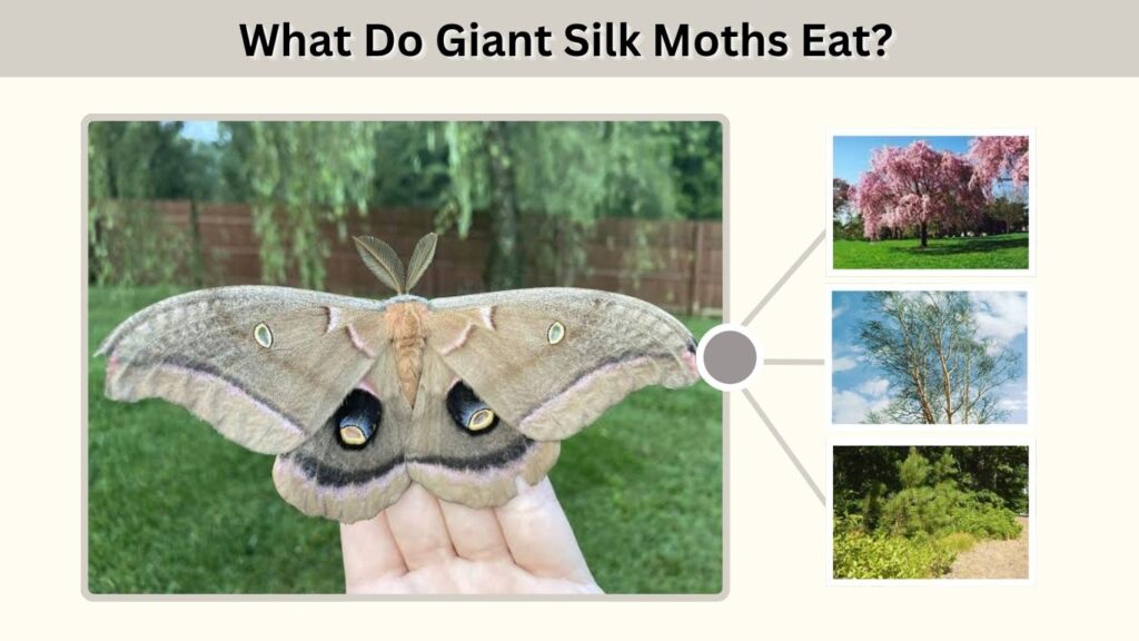 What Do Giant Silk Moths Eat?