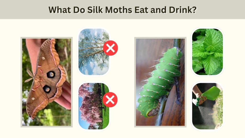 What Do Silk Moths Eat and Drink?
