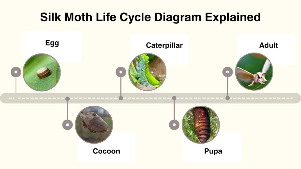Silk Moth Life Cycle Diagram Explained
