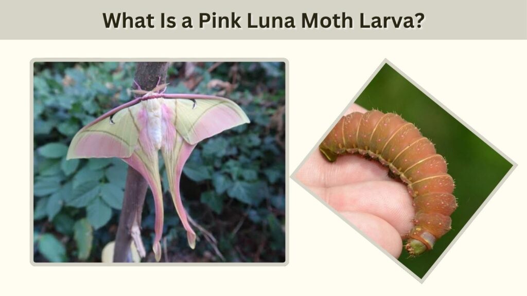 What Is a Pink Luna Moth Larva?
