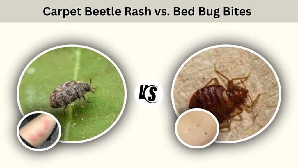 Carpet Beetle Rash vs. Bed Bug Bites