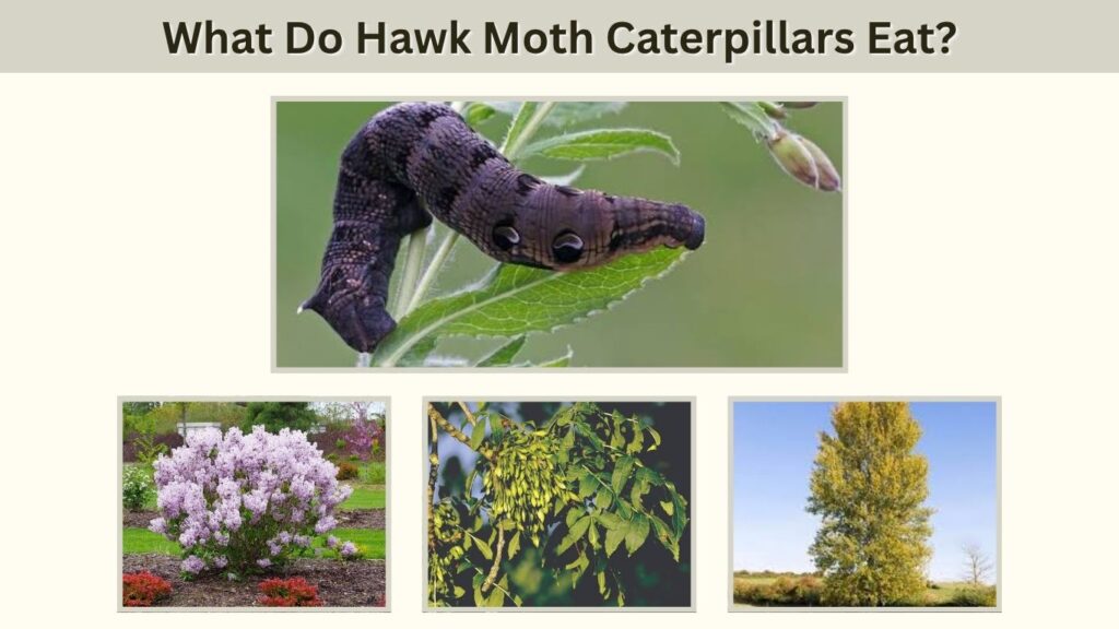 What Do Hawk Moth Caterpillars Eat?