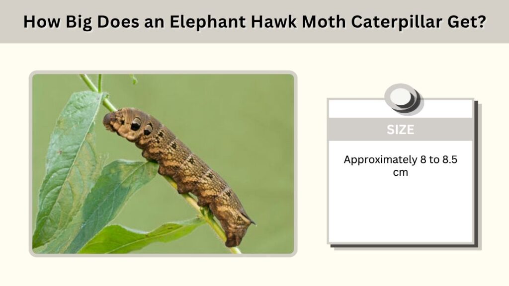 How Big Does an Elephant Hawk Moth Caterpillar Get?