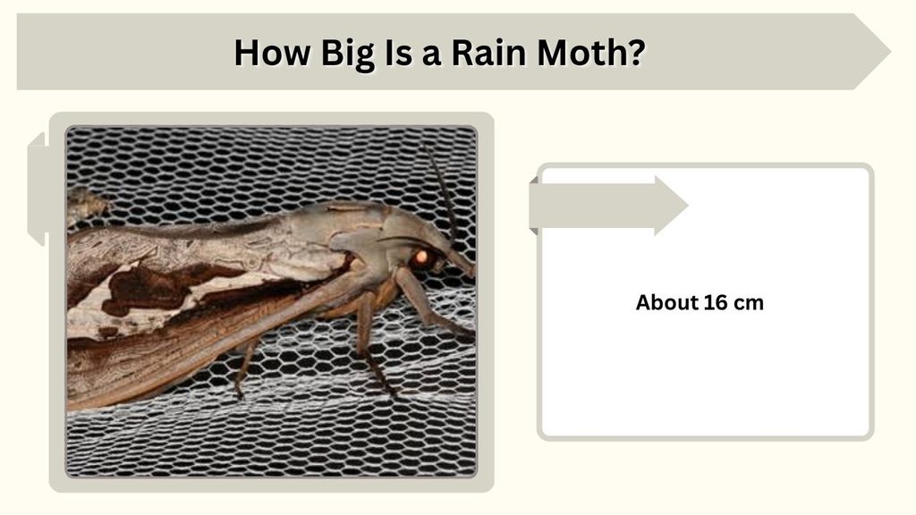 How Big Is a Rain Moth?