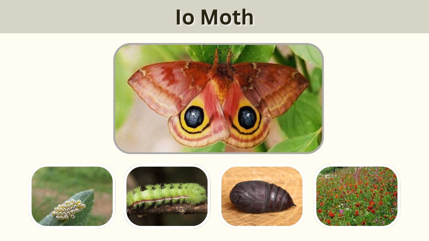 Io Moth: Caterpillar, Sting, Life Cycle, and Facts