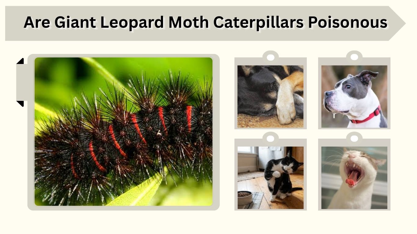 Are Giant Leopard Moth Caterpillars Poisonous or Dangerous?