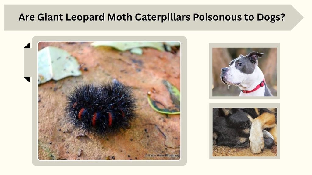 Are Giant Leopard Moth Caterpillars Poisonous to Dogs?