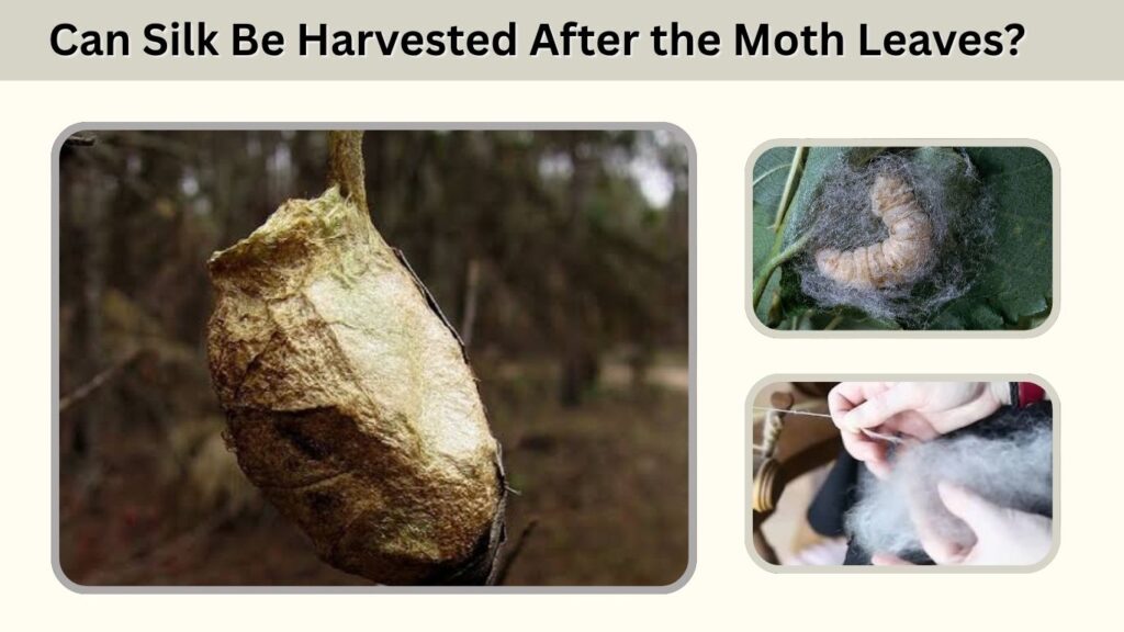 Can Silk Be Harvested After the Moth Leaves?