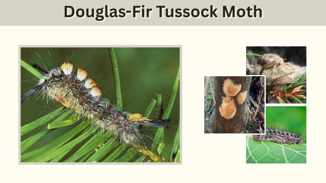 Douglas-Fir Tussock Moth: Identification, Rash, and Control