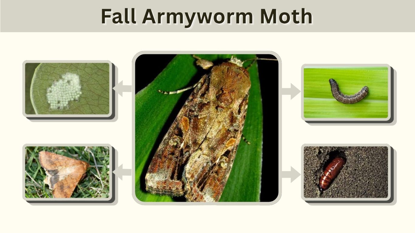 Fall Armyworm Moth: Identification, Eggs, Larvae & Life Cycle