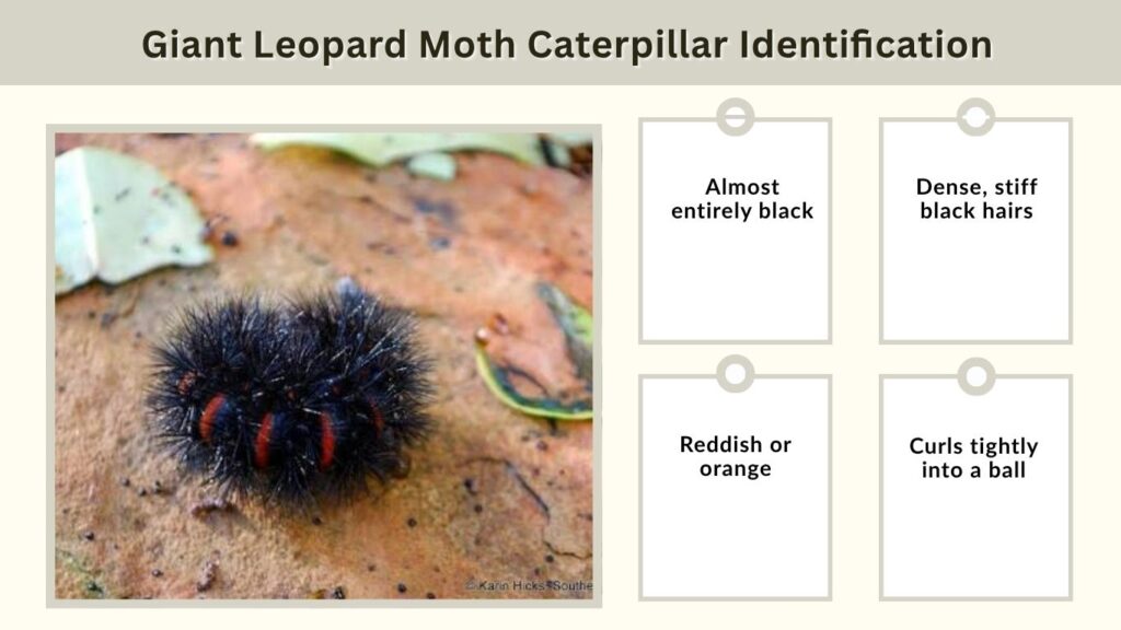 Giant Leopard Moth Caterpillar Identification