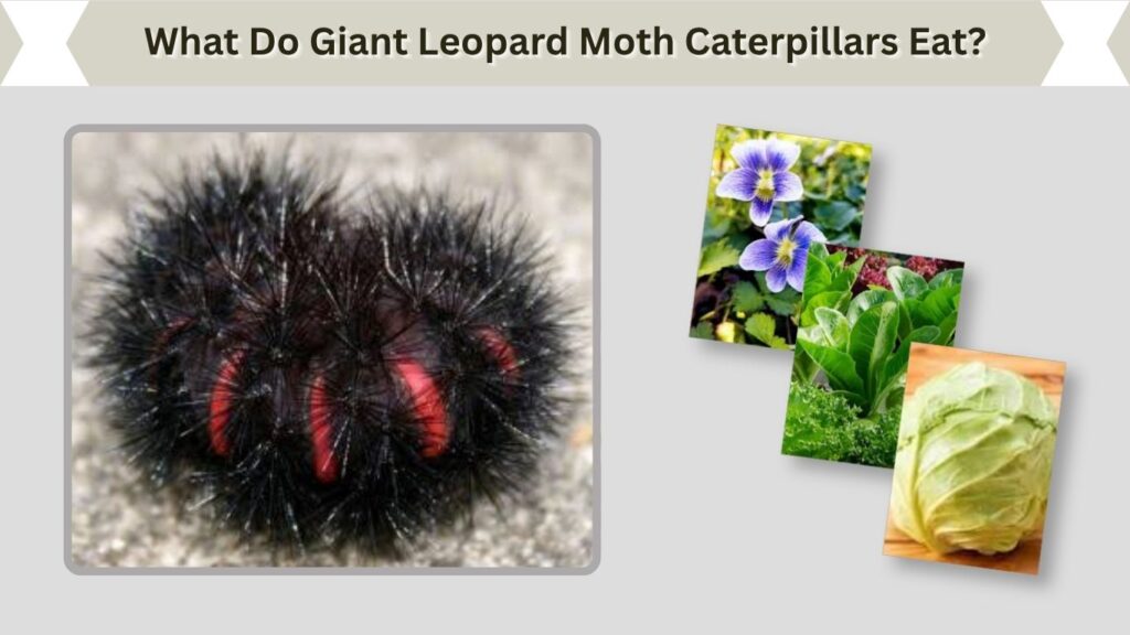 What Do Giant Leopard Moth Caterpillars Eat?