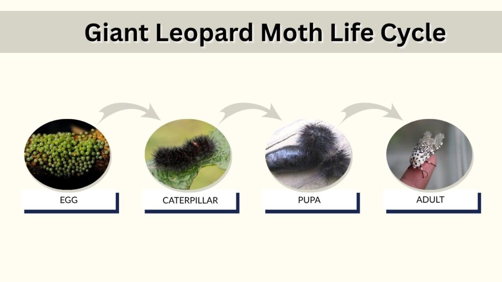 Giant Leopard Moth Life Cycle