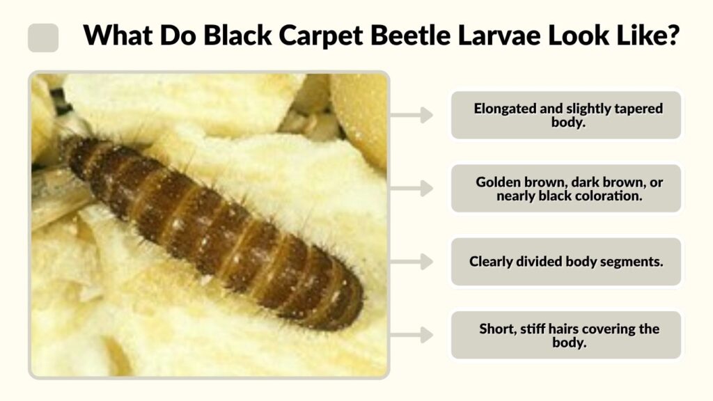 What Do Black Carpet Beetle Larvae Look Like?