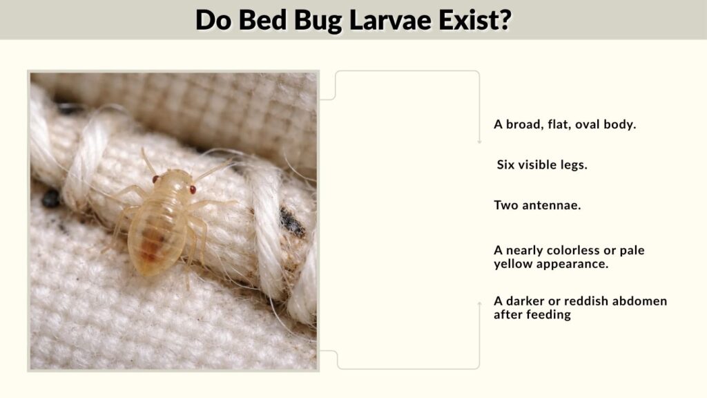 Do Bed Bug Larvae Exist?