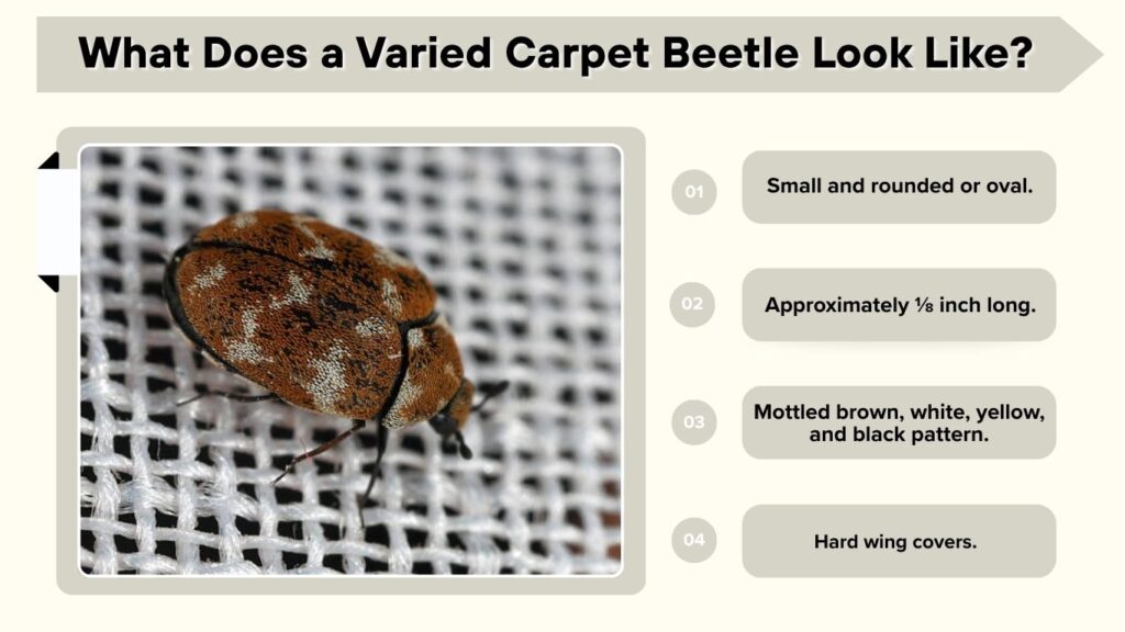 What Does a Varied Carpet Beetle Look Like?