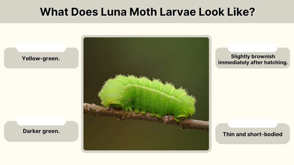 What Does Luna Moth Larvae Look Like?