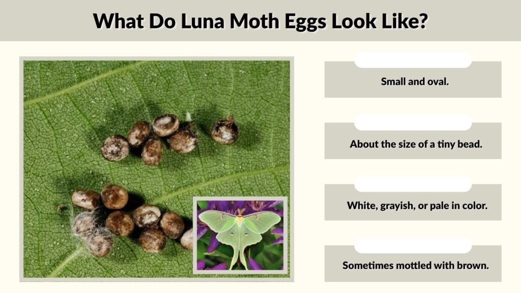 What Do Luna Moth Eggs Look Like?