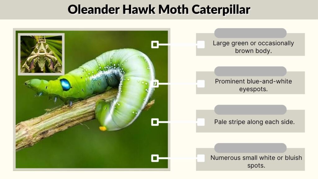 Oleander Hawk Moth Caterpillar