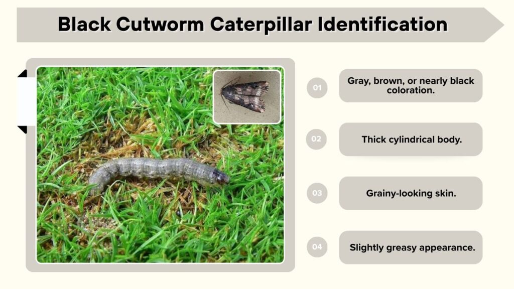Black Cutworm Caterpillar Identification