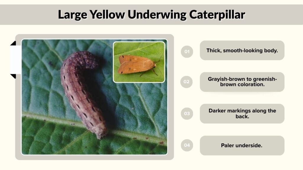 Large Yellow Underwing Caterpillar