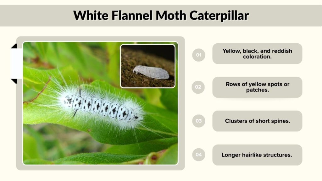 White Flannel Moth Caterpillar