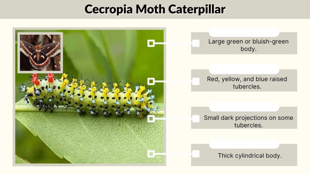 Cecropia Moth Caterpillar