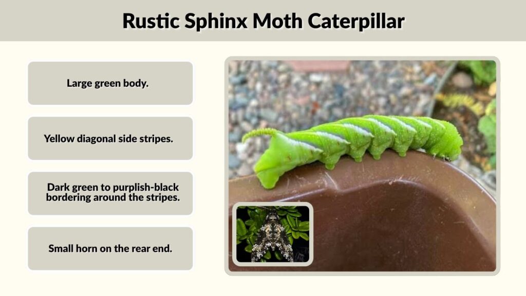 Rustic Sphinx Moth Caterpillar