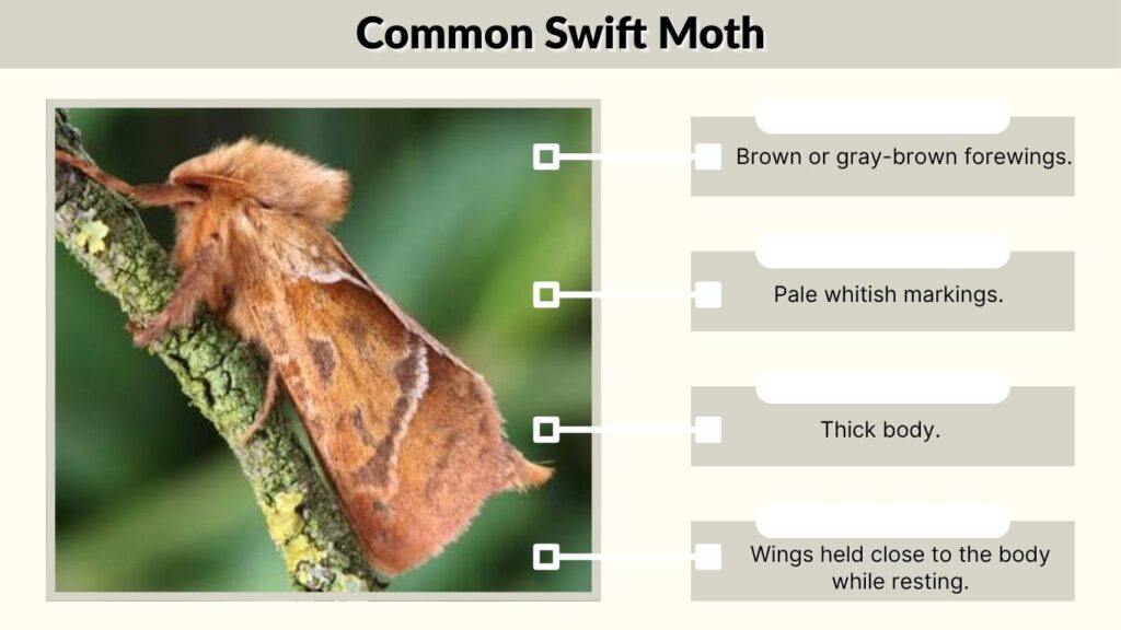 Common Swift Moth