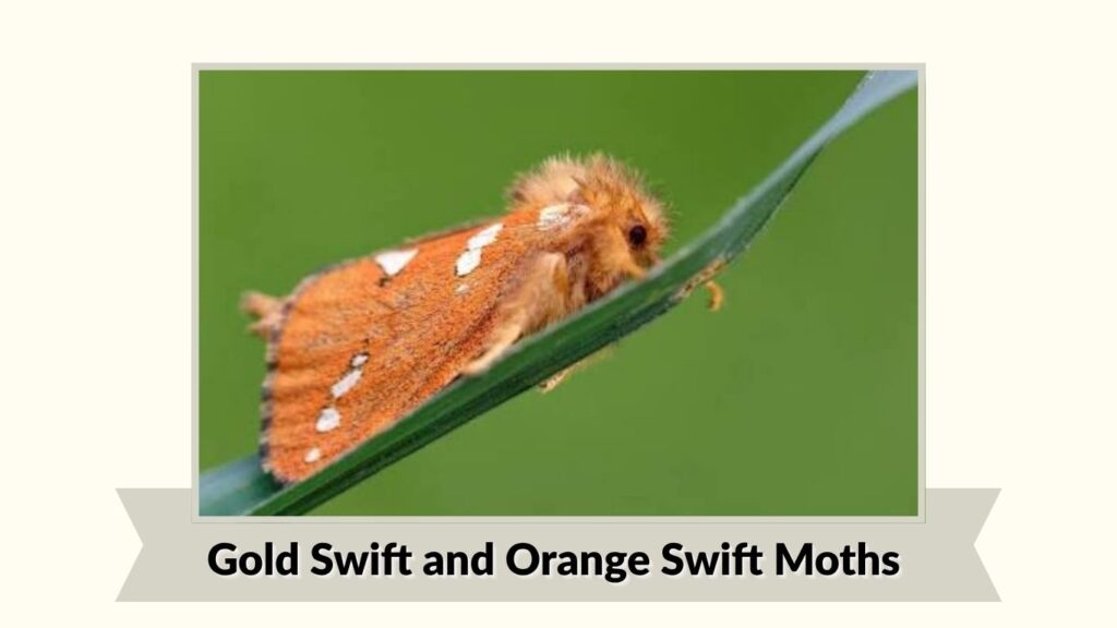 Gold Swift and Orange Swift Moths