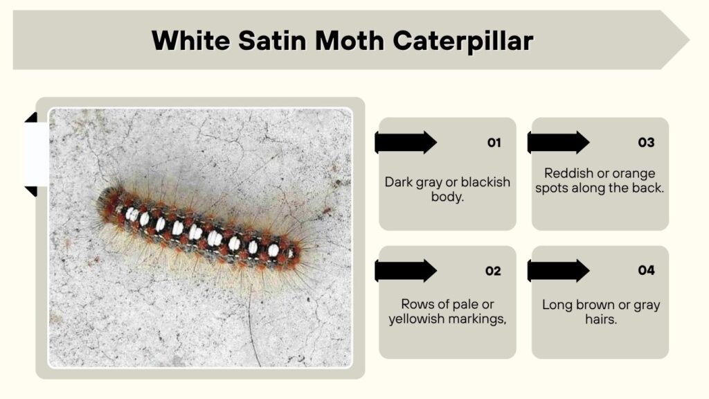 White Satin Moth Caterpillar