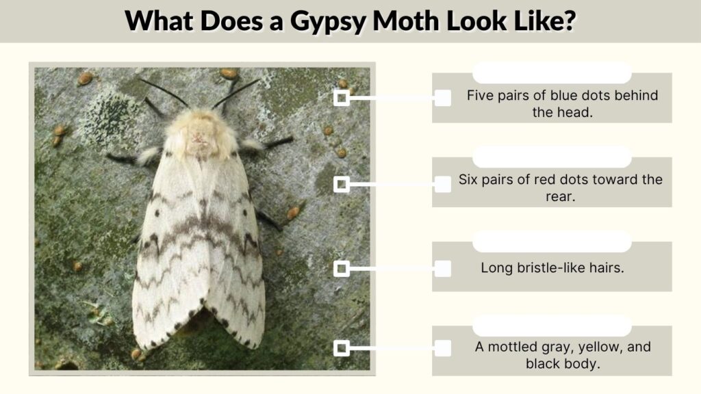 What Does a Gypsy Moth Look Like?