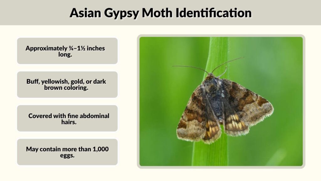 Asian Gypsy Moth Identification
