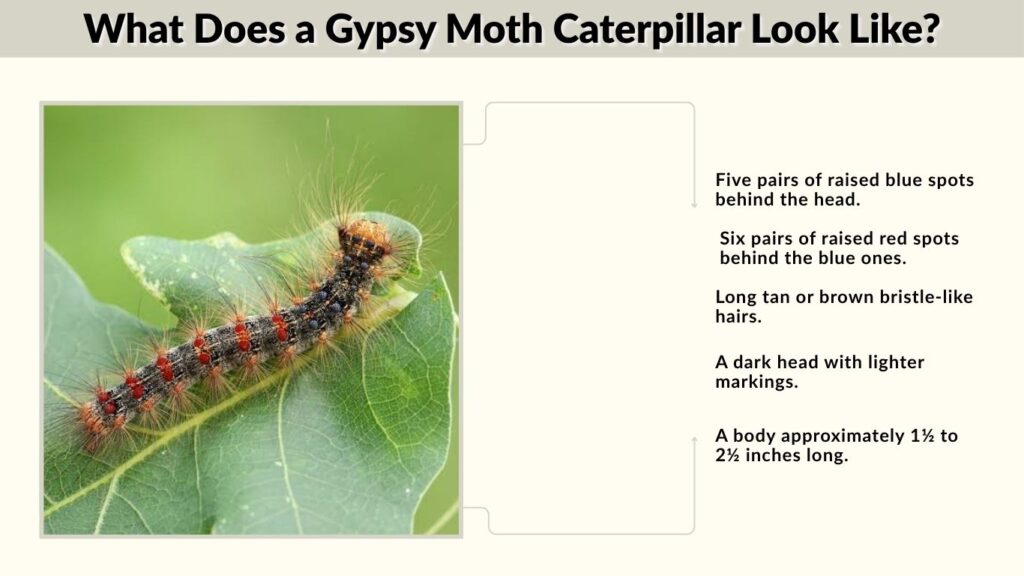 What Does a Gypsy Moth Caterpillar Look Like?