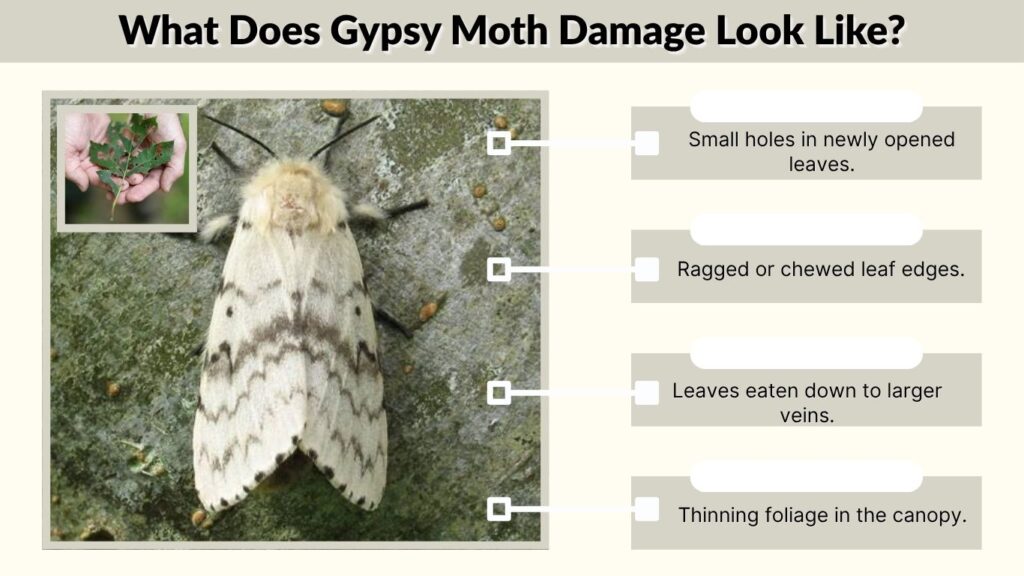 What Does Gypsy Moth Damage Look Like?