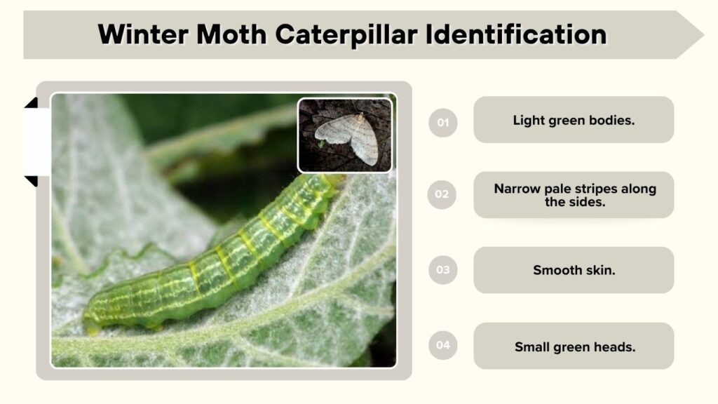 Winter Moth Caterpillar Identification