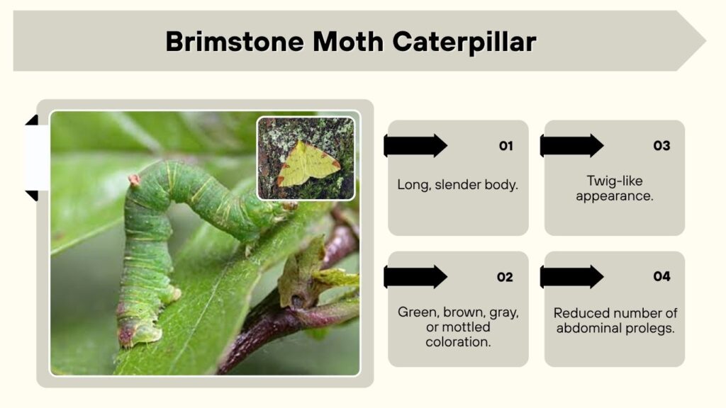 Brimstone Moth Caterpillar