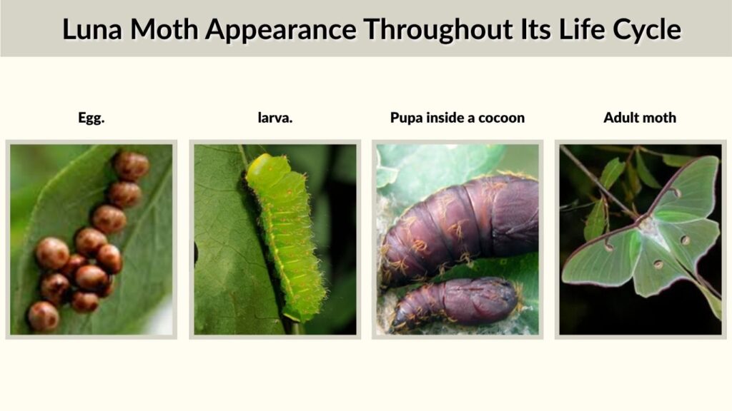 Luna Moth Appearance Throughout Its Life Cycle
