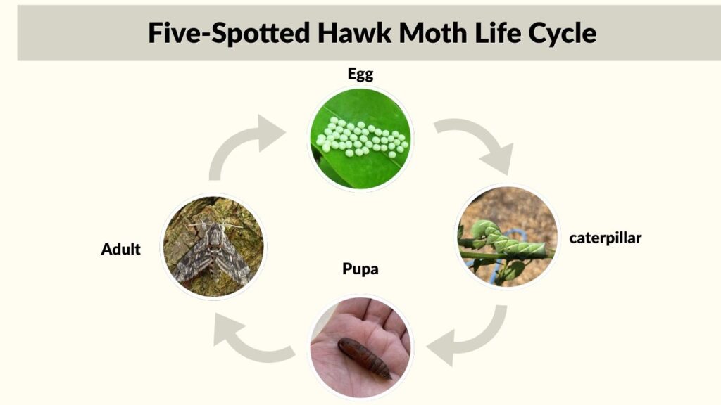 Five-Spotted Hawk Moth Life Cycle