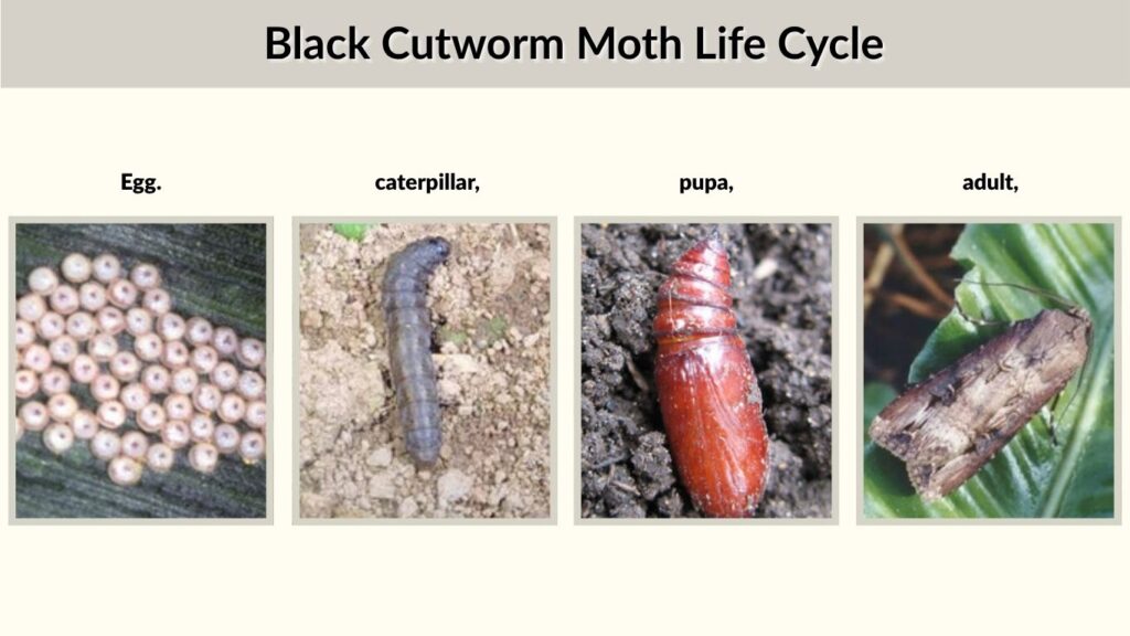 Black Cutworm Moth Life Cycle