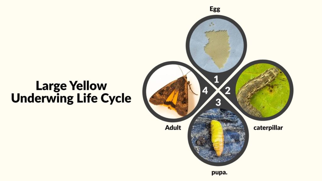 Large Yellow Underwing Life Cycle