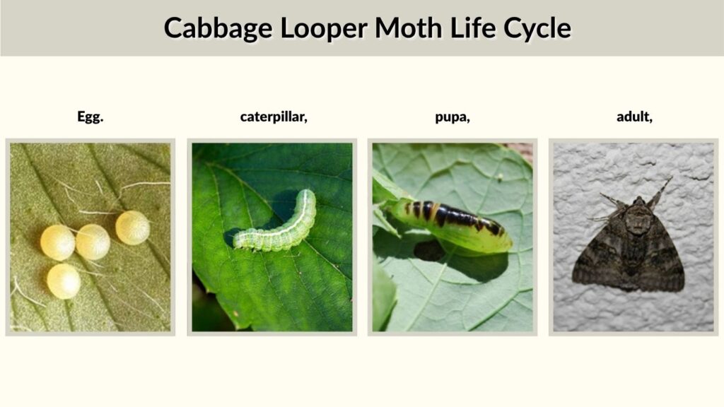 Cabbage Looper Moth Life Cycle