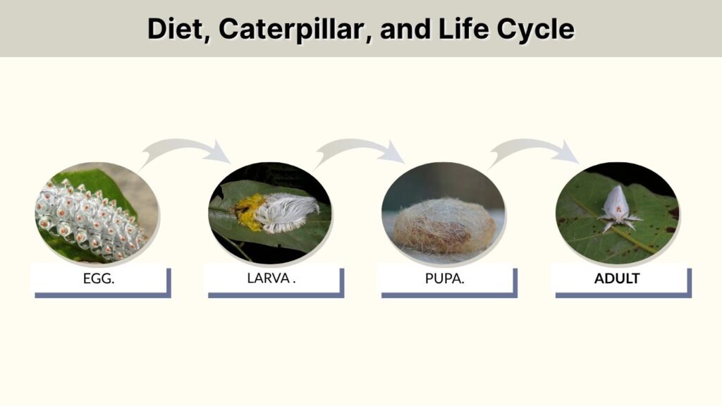 Diet, Caterpillar, and Life Cycle