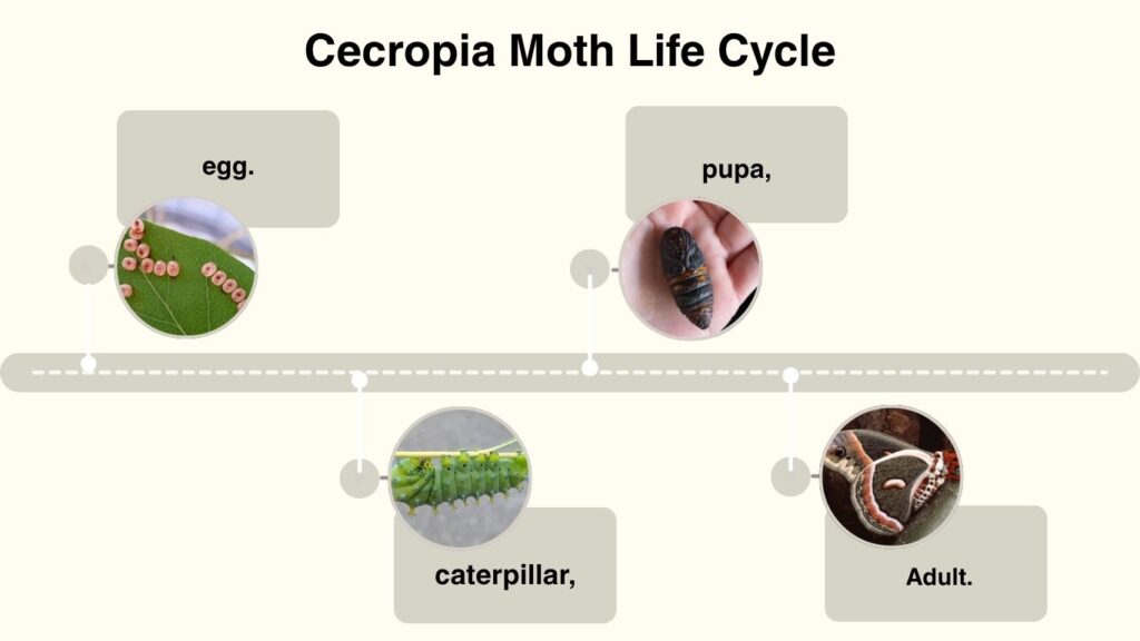 Cecropia Moth Life Cycle