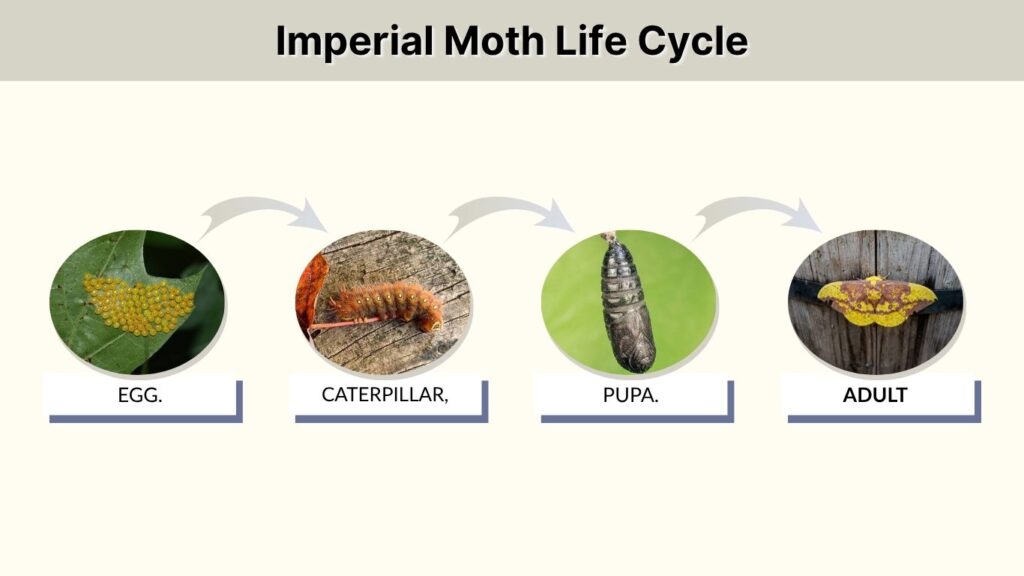 Imperial Moth Life Cycle
