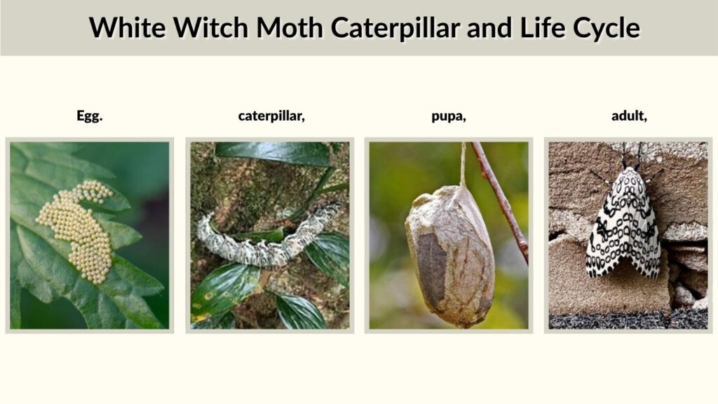 White Witch Moth Caterpillar and Life Cycle